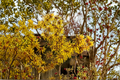 Bernstein Witch Hazel Bare Root Plant | Hamamelis × intermedia ‘Bernstein’ 15" Tall