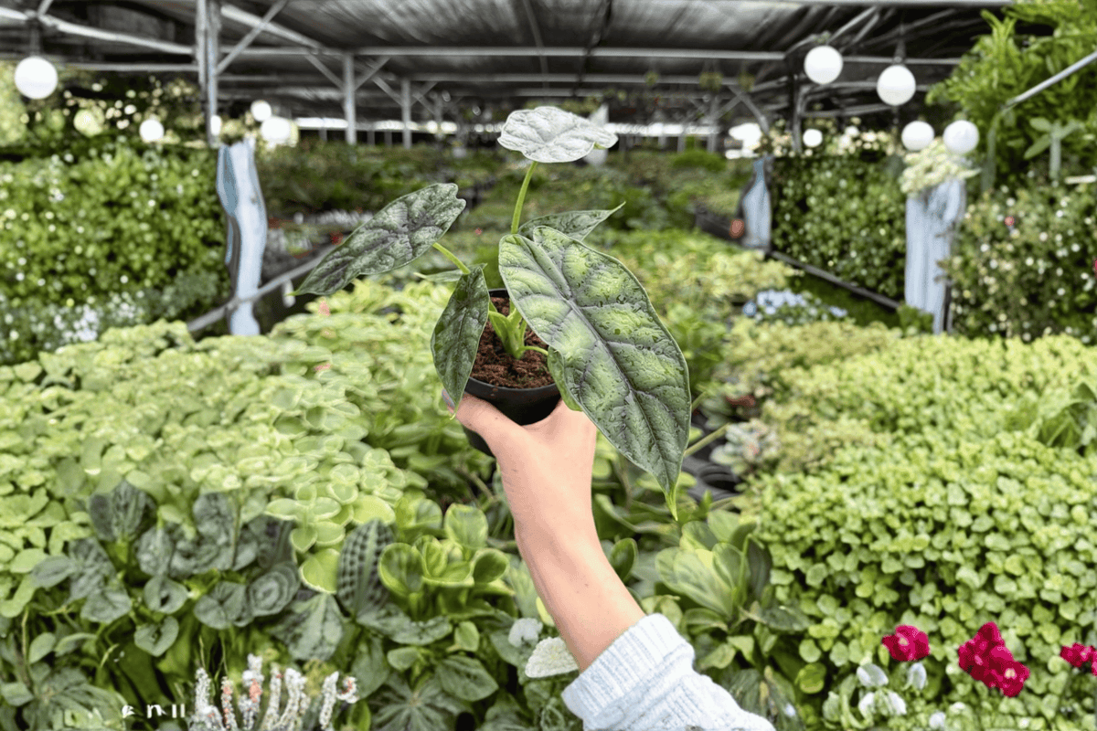 Alocasia baginda Dragon Scale – 2 Live Plants in 4-Inch Pots (Exact Plants)