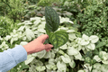 Variegated Monstera Peru 2 Starter Plants | Monstera sp. ‘Peru’