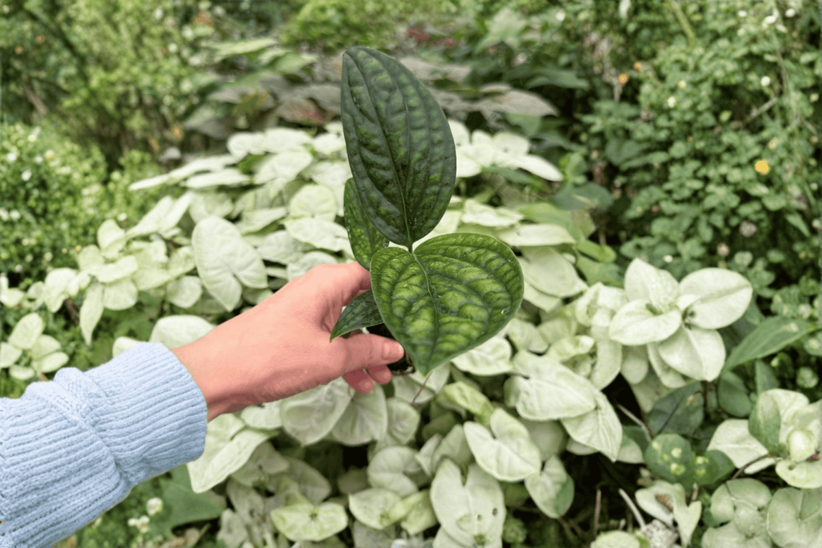 Variegated Monstera Peru 2 Starter Plants | Monstera sp. ‘Peru’