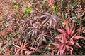 Trompenburg Japanese Maple Acer palmatum ‘Trompenburg’ 2-Gallon Live Plant