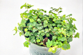 String of Frogs Ficus pumila 'Quercifolia' 4-Inch Pot - Trailing Indoor Plant