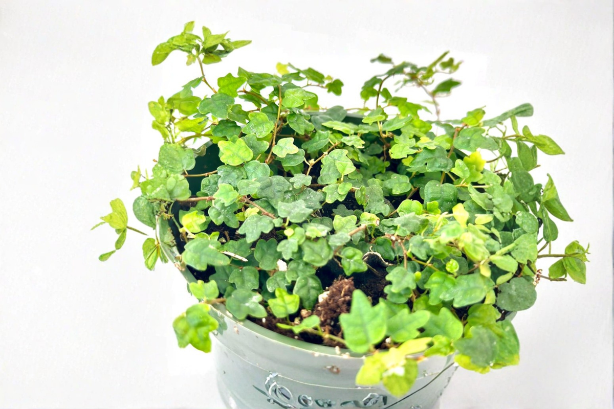 String of Frogs Ficus pumila 'Quercifolia' 4-Inch Pot - Trailing Indoor Plant
