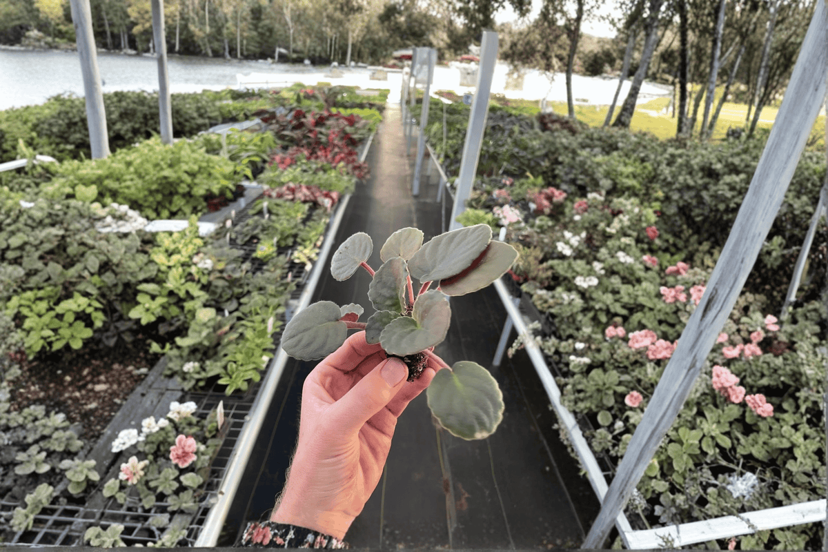 Buckeye Country Gal African Violet Starter Plants (Streptocarpus ionanthus) – 2 Live Starter Plants