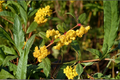 Wintergreen Barberry (Berberis julianae) - 3 Gallon Pot Live Evergreen Shrub