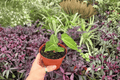Anthurium Venom × Xone Live Plants (2) - 4-Inch Bare-Root, Exact Plants Pictured