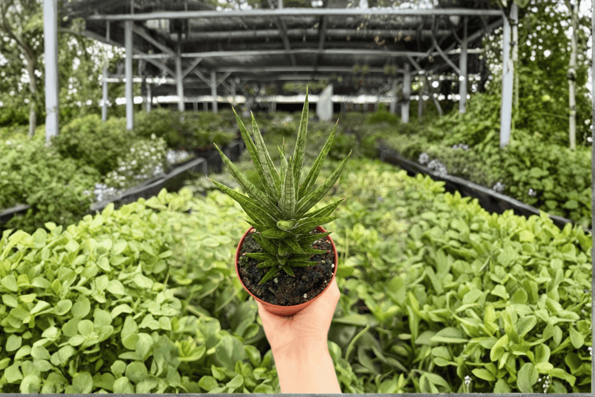 Sansevieria Francisii (Dracaena francisii) - 2 Live Plants in 4-Inch Pots | Potted
