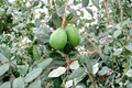 Marion Pineapple Guava Acca sellowiana grafted 1 gal pot