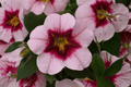 Calibrachoa MiniFamous Uno Pink Strike Million Bells - 4-Inch Pot, 1 Live Plant