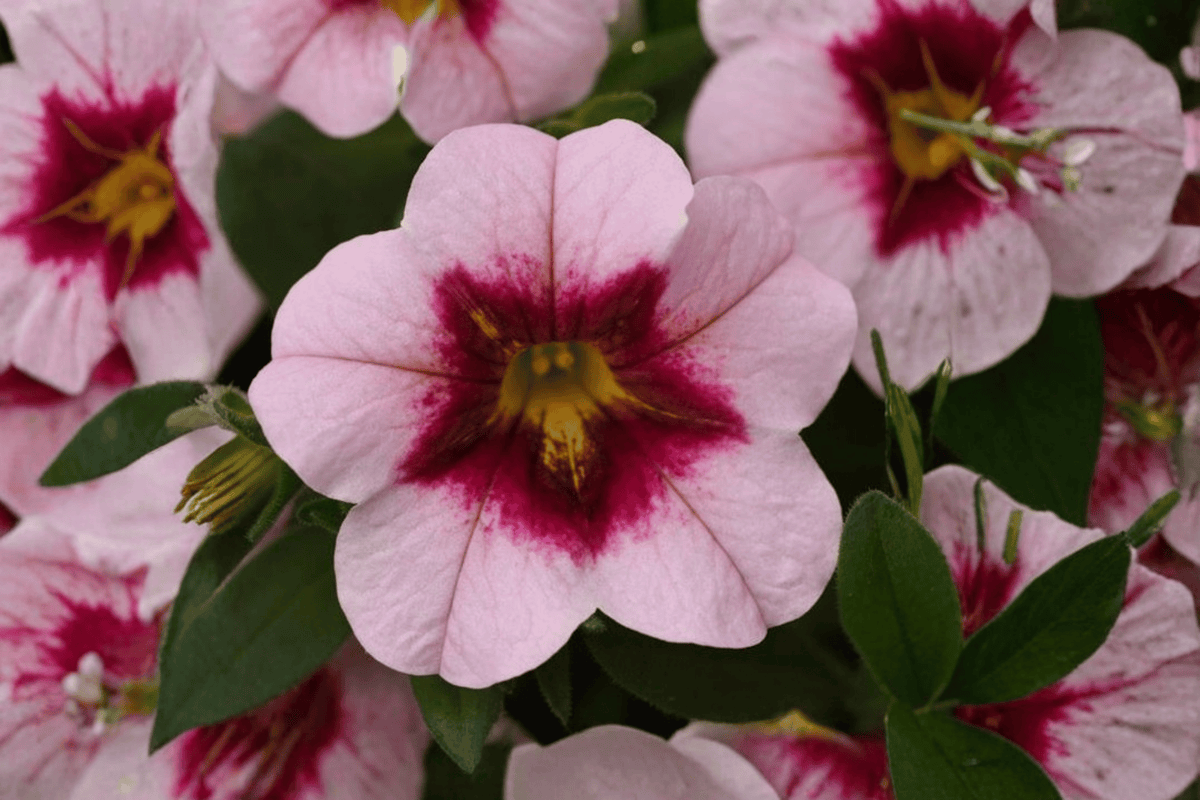 Calibrachoa MiniFamous Uno Pink Strike Million Bells - 4-Inch Pot, 1 Live Plant