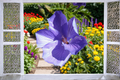 Blue Hibiscus Starter Plant Alyogyne huegelii – Well-Rooted Live Plant in Container
