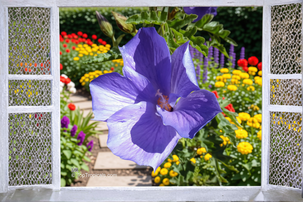 Blue Hibiscus Starter Plant Alyogyne huegelii – Well-Rooted Live Plant in Container