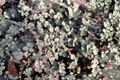 Blue Haze New Zealand Burr Acaena saccaticupula ‘Blue Haze’ - 4-Inch Live Plant