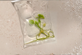 Anthurium Vittariifolium Variegated - 3 Inch Tissue Culture Live Plant