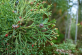 Atlantic White Cedar Andelye Conica Live Plant 1 Gallon Pot