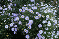 Surdaisy Mauve Swan River Daisy 4-Inch Pot – Brachyscome Surdaisy ‘Mauve’