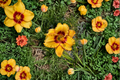 Daylily Two Part Harmony – 3 Bare Root Plants (Pink and Yellow) Hemerocallis