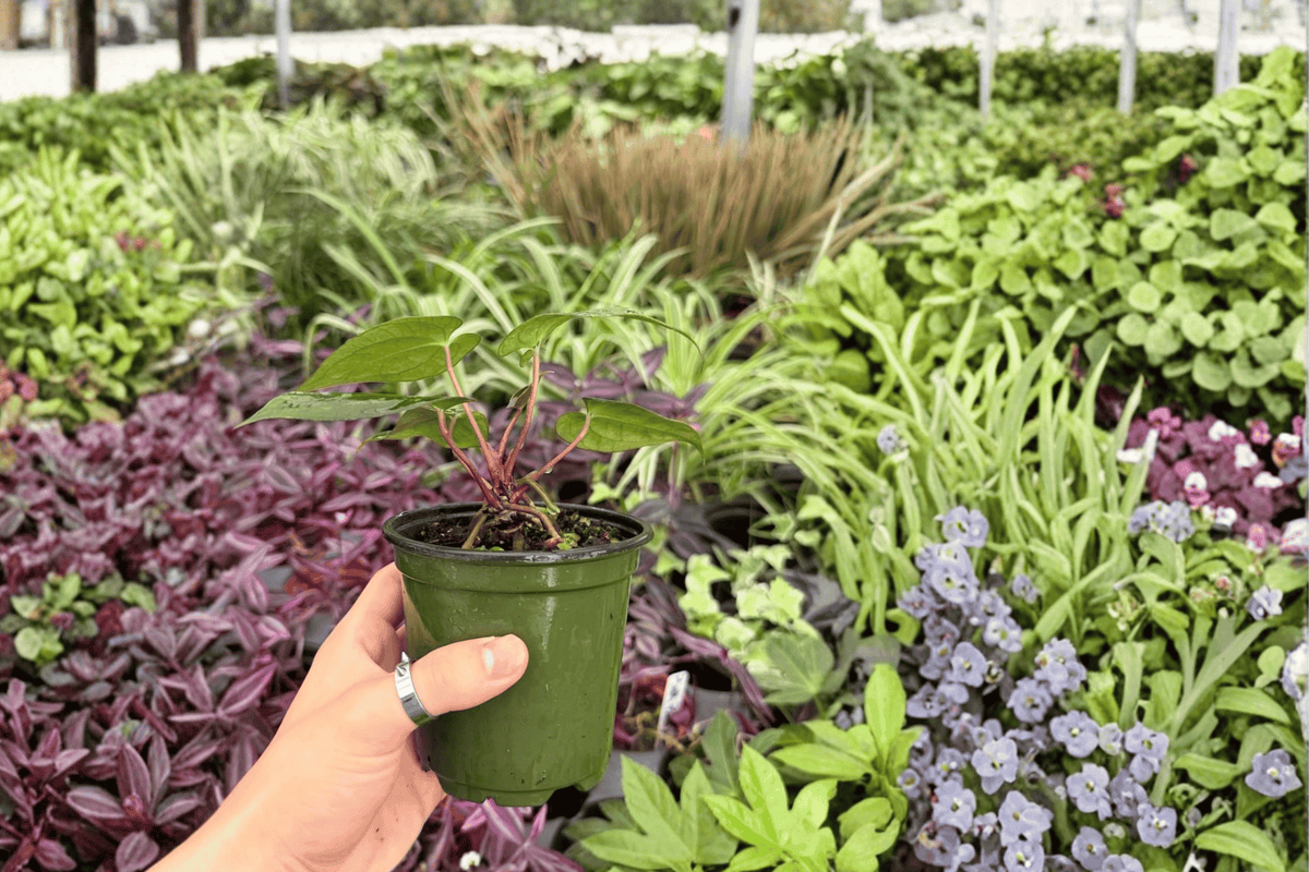 Anthurium Papi x Blue Papi – 2 Live Plants in 4-Inch Pots (Exact Plants)