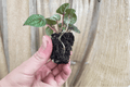 Peperomia 'Burbella' Starter Plants (2) - Bare Root Live Houseplants