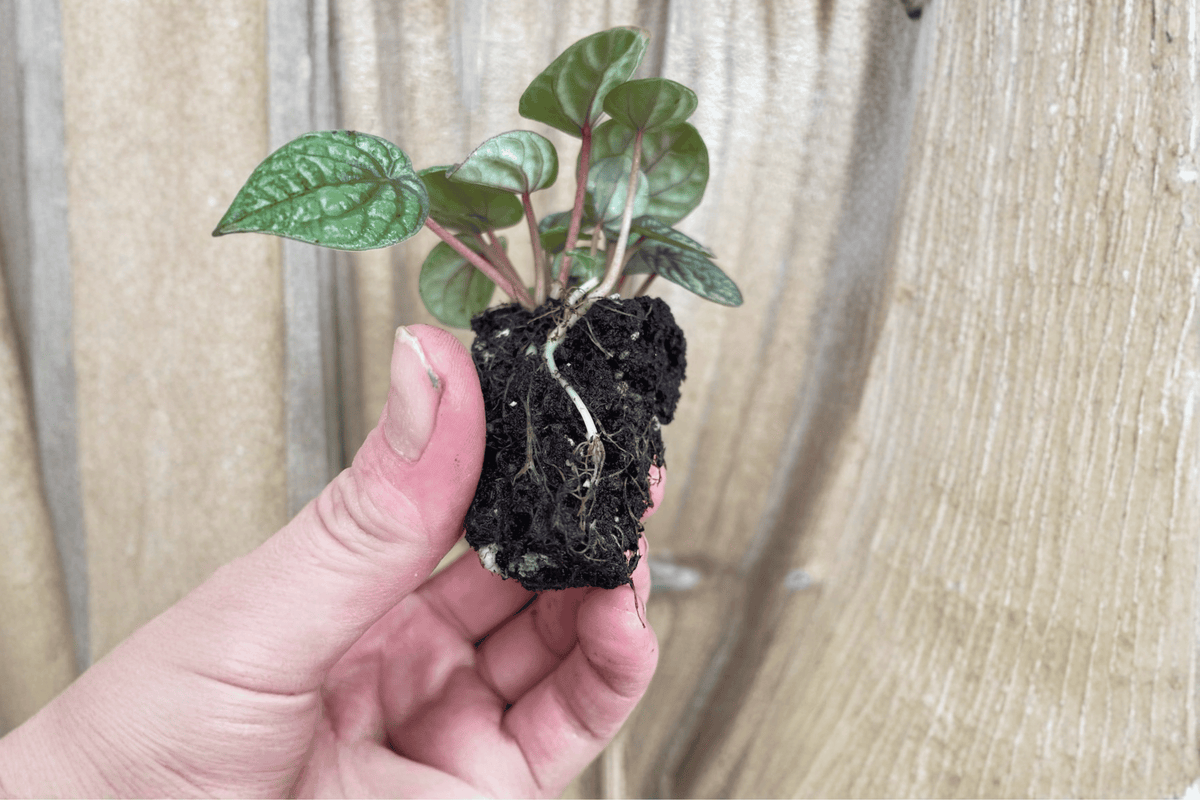 Peperomia 'Burbella' Starter Plants (2) - Bare Root Live Houseplants