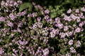 Doone Valley Thyme (Thymus ‘Doone Valley’) 1 Live Plant in 4-Inch Pot