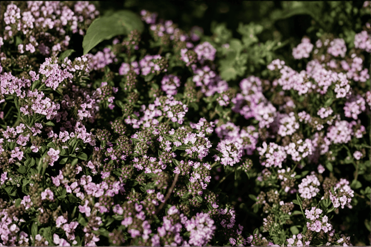 Doone Valley Thyme (Thymus ‘Doone Valley’) 1 Live Plant in 4-Inch Pot
