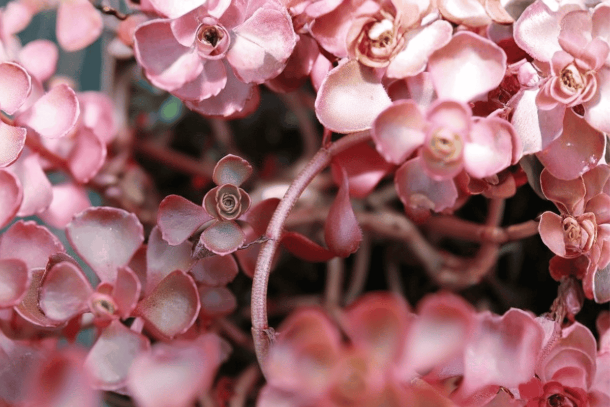 Voodoo Stonecrop Phedimus spurius ‘Voodoo’ – 1 Live Plant in 4-Inch Pot