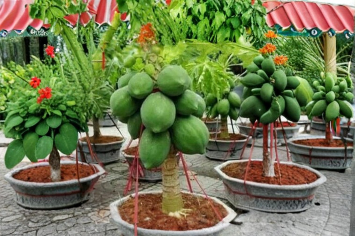 Dwarf Thai Papaya Seeds – 20 Fresh Carica papaya Seeds for Indoor/outdoor Container Growing