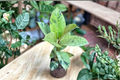 Ficus Shivereana Moonshine Variegated Rubber Plant - Rooted Starter Live Plant