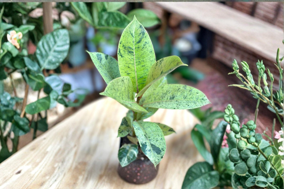 Ficus Shivereana Moonshine Variegated Rubber Plant - Rooted Starter Live Plant