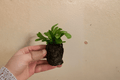 Green Flame Fern Starter Plants (Microsorum punctatum ‘Green Flame’) – 2 Pack