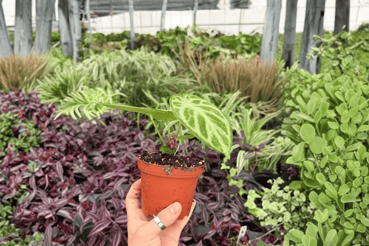 Anthurium Silver × Ferrari Hybrid Live Plants (2) in 4-Inch Pots