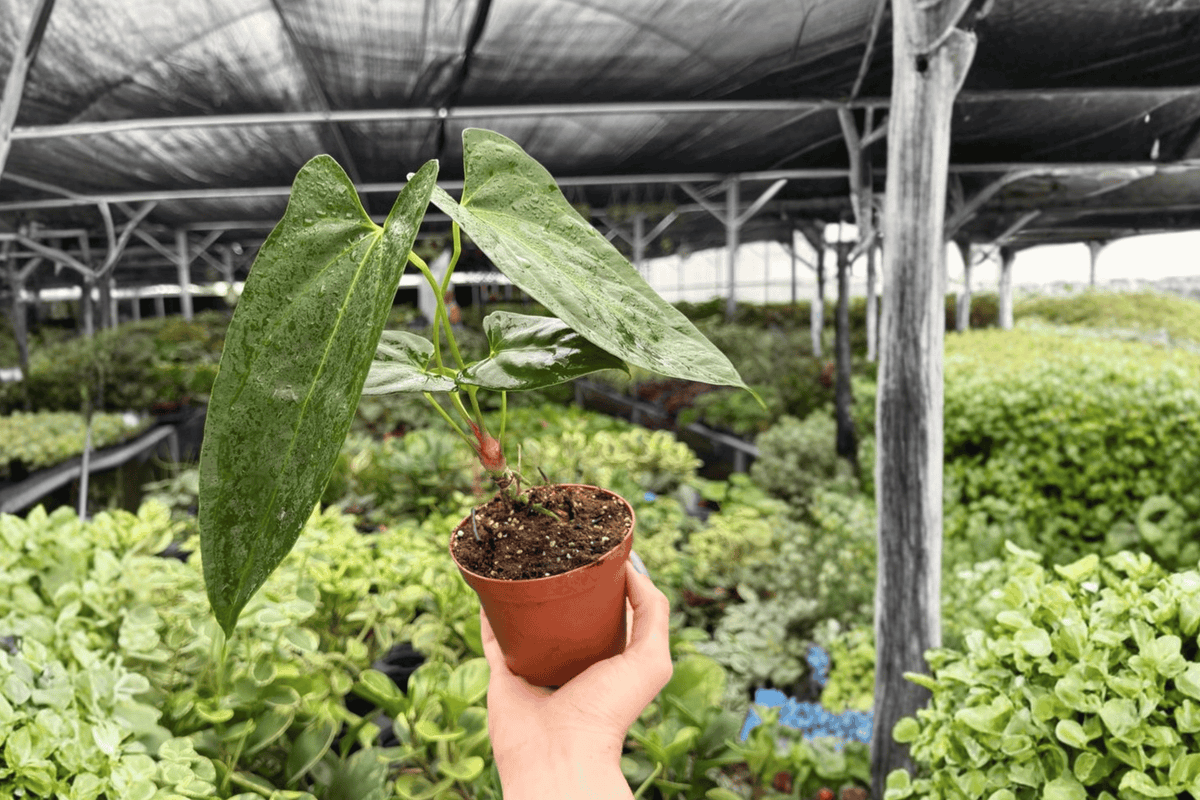 Anthurium Hoffmannii x Red Gunsal - 2 Live Plants in 4-Inch Pots