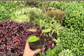 Anthurium Subsignatum x Regale - 2 Live Plants in 4" Pots (Hybrid Aroid)