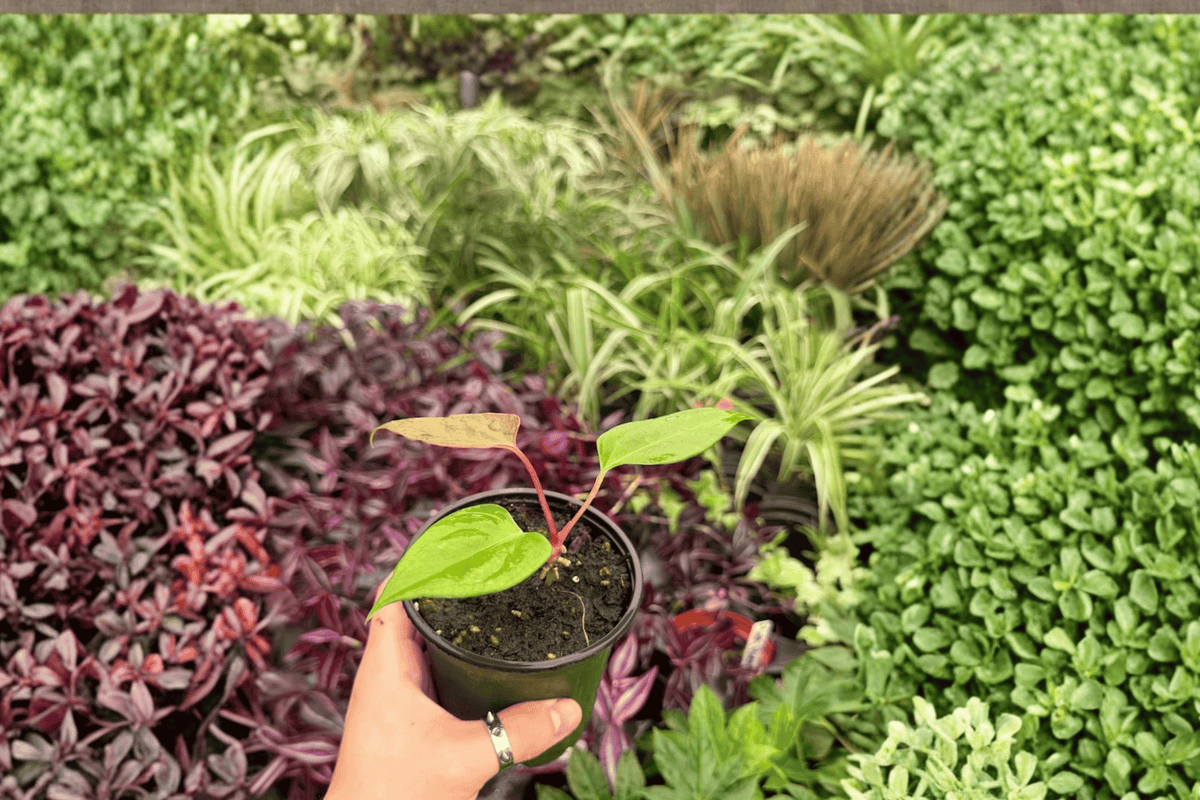 Anthurium Subsignatum x Regale - 2 Live Plants in 4" Pots (Hybrid Aroid)