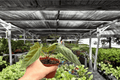 Anthurium Dark Phoenix x Besseae Live Plants - 2 in 4-Inch Pots