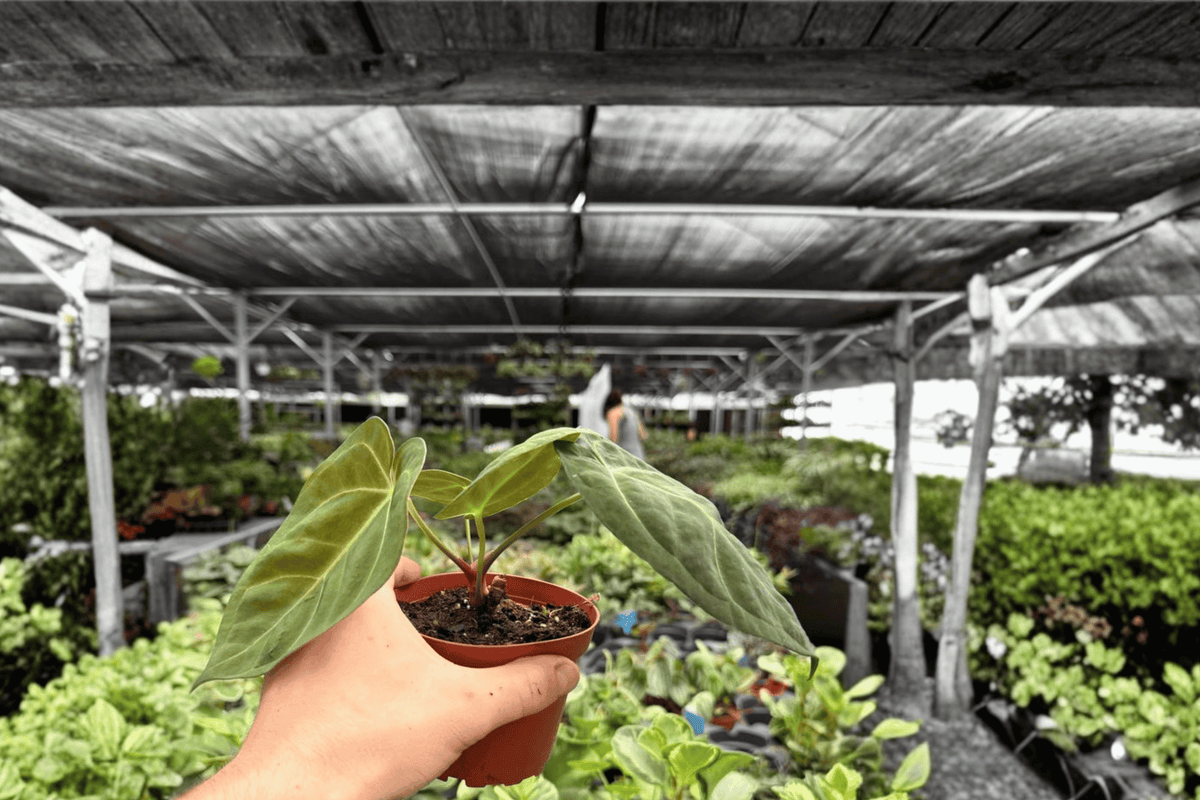 Anthurium Dark Phoenix x Besseae Live Plants - 2 in 4-Inch Pots