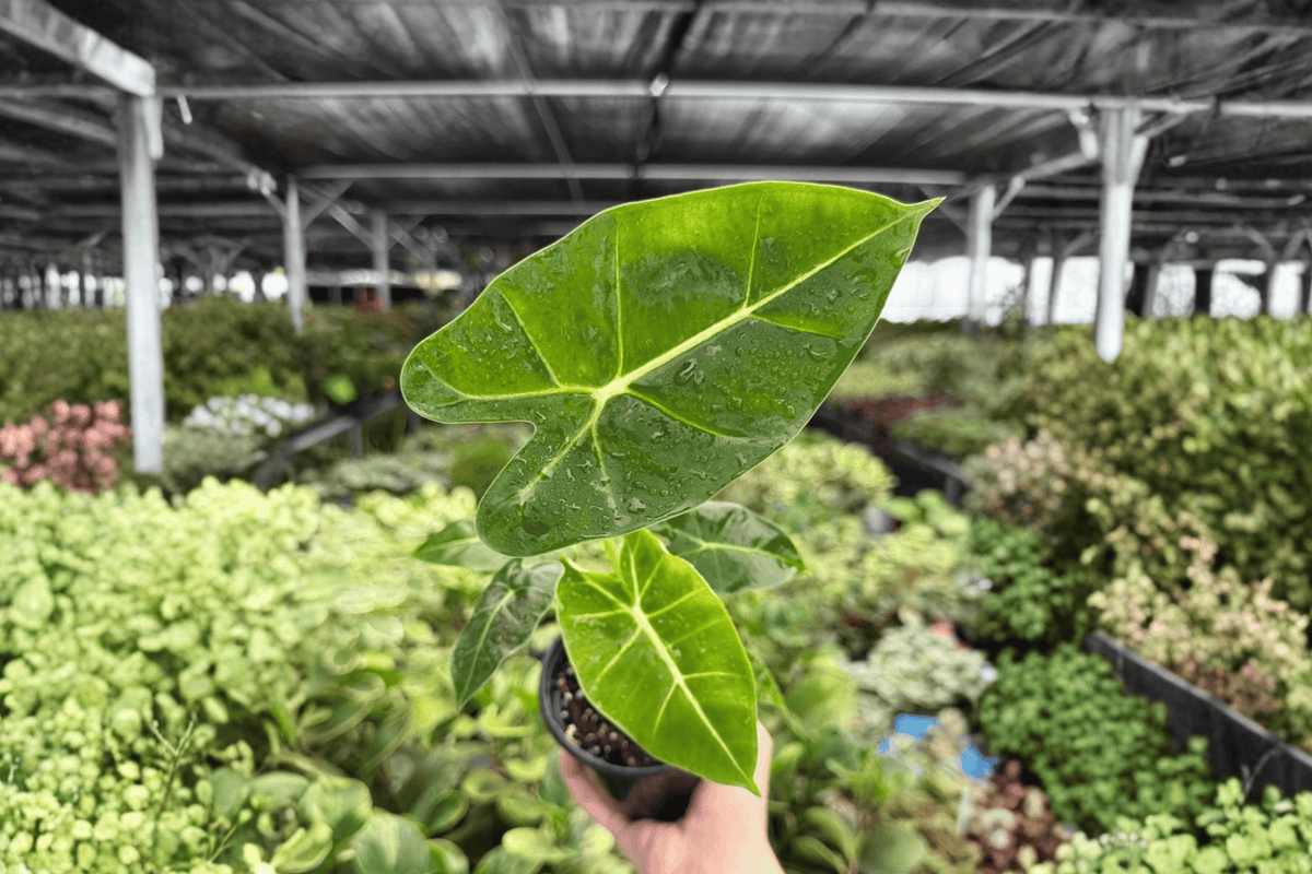 Alocasia Frydek (Green Velvet) 2 Live Plants in 4-Inch Pots – Alocasia micholitziana ‘Frydek’