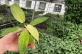 Philodendron Snowdrift Starter Plants (2) | Bare-Root Snowdrift Philodendron