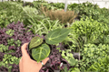 Anthurium Papi Red Sinus x K.O.S. – 2 Exact 4-Inch Bare-Root Live Plants