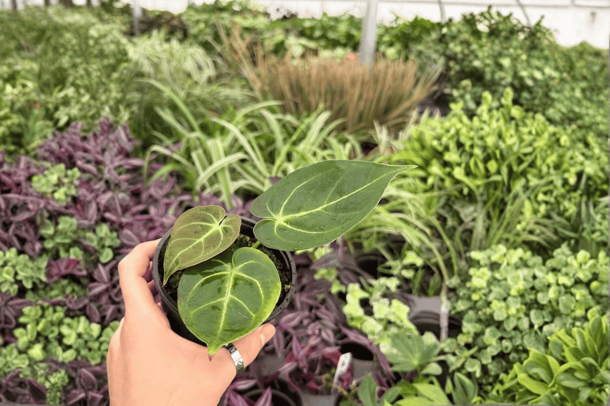 Anthurium Papi Red Sinus x K.O.S. – 2 Exact 4-Inch Bare-Root Live Plants