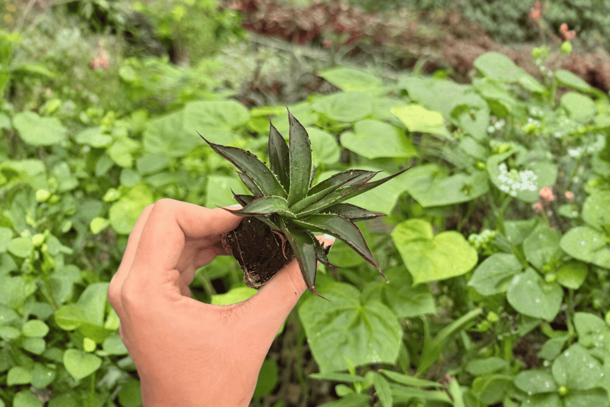 Blue Glow Agave Starter Plants (2) – Agave ‘Blue Glow’ Bare Root