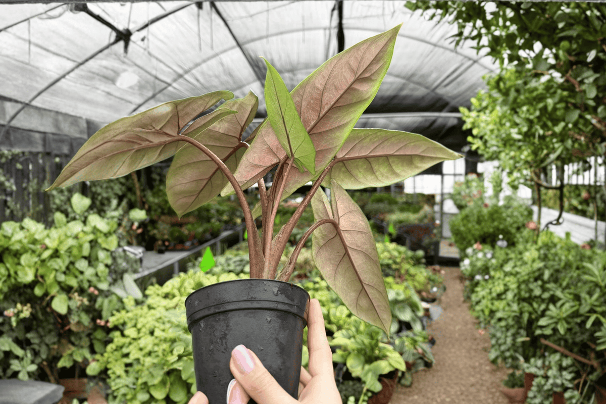 Alocasia scalprum - 2 Live Plants in 4-Inch Pots | Exact Plants Pictured