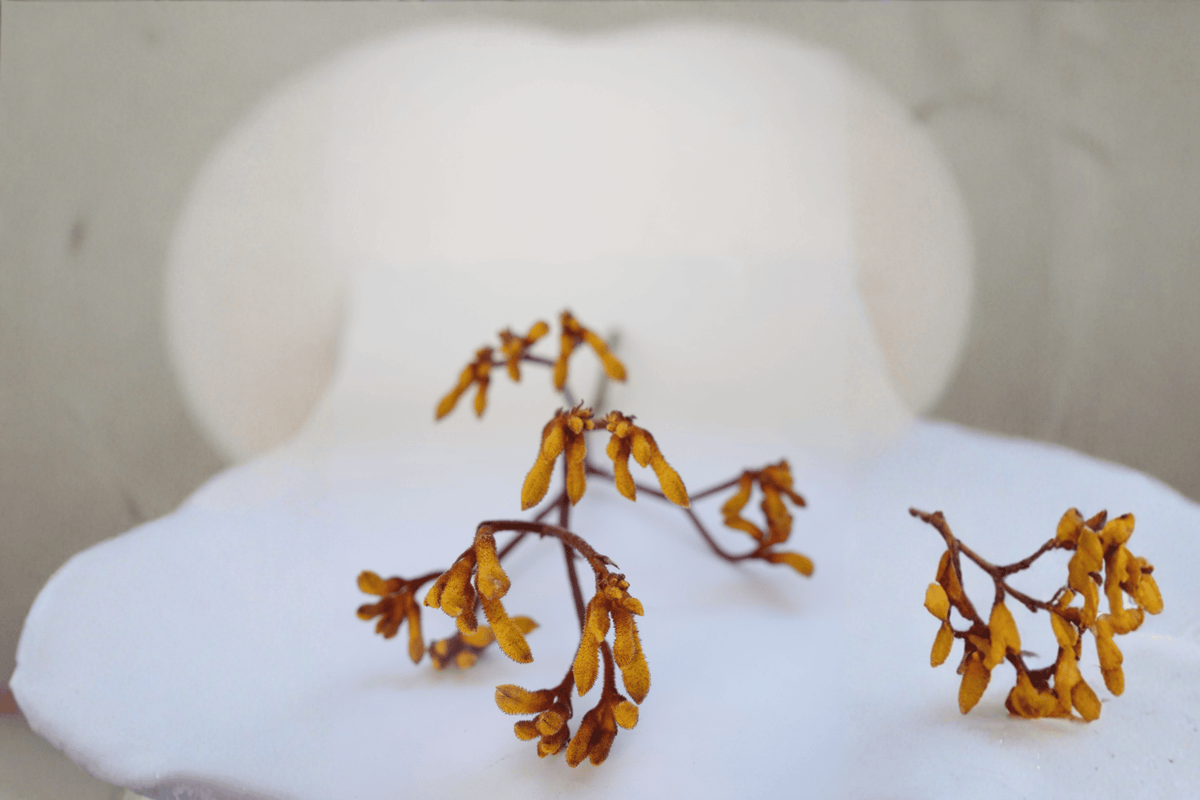 Bush Blitz Kangaroo Paw - Anigozanthos ‘Bush Blitz’ 1 Gallon Live Plant