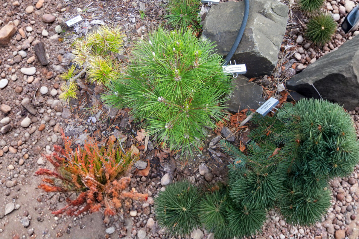 Japanese Black Pine Bonsai Tree Kyokko Yatsubusa – 12" Tall, 1 Gallon Pot