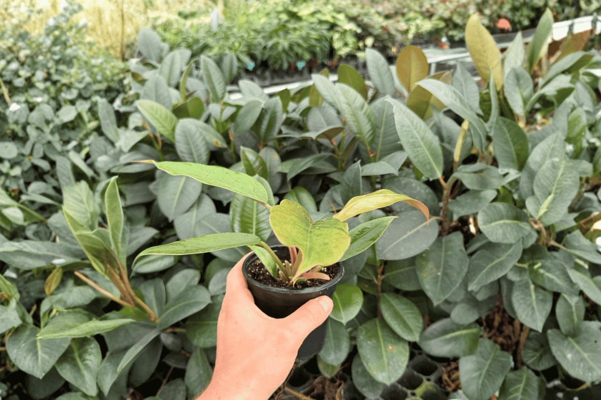 Philodendron Pluto “Choco Empress” – 2 Live Plants in 4-Inch Pots (Exact Plants)