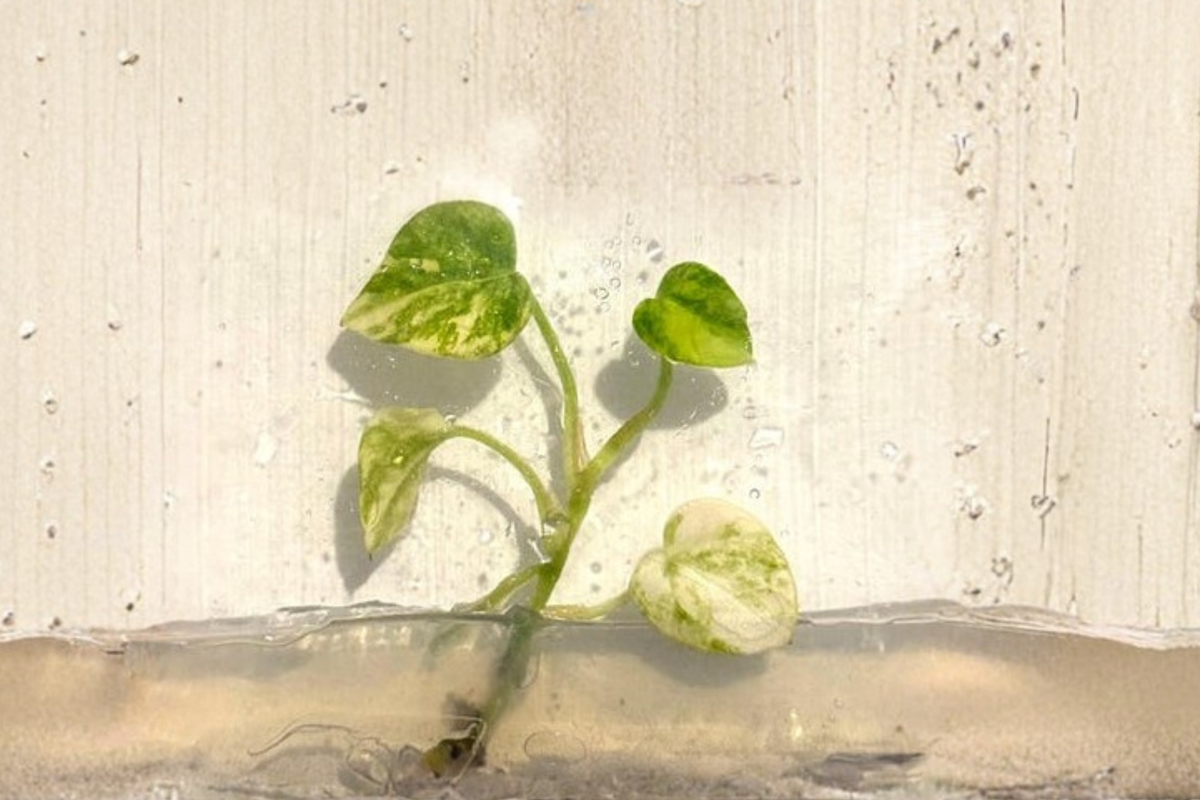 Anthurium Papi Magnificum Variegated – Tissue Culture Live Plant, 3 Inch Pot