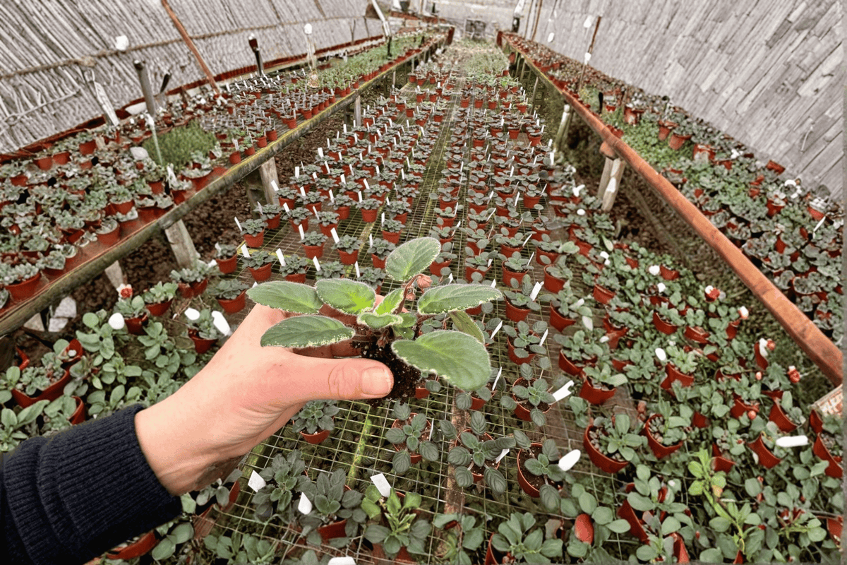 Ma’s Soirée African Violet Starter Plants - 2 Live Streptocarpus ionanthus ‘Ma’s Soirée’