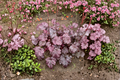 Heuchera Carnival Black Olive | 3 Rooted Starters in 1 Qt Pots | Coral Bells