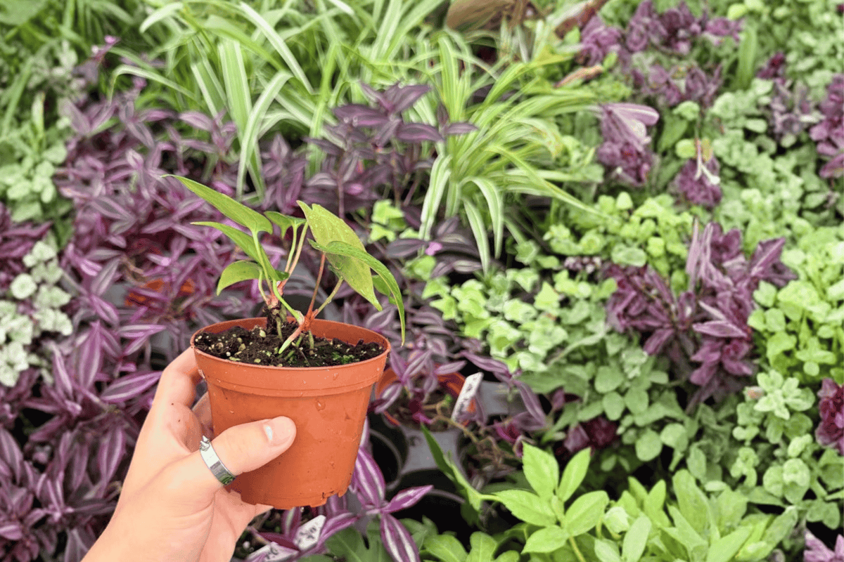 Anth. Fort Sherman × Xone Live Plants - 4-inch Bare Root (2 Exact Plants)